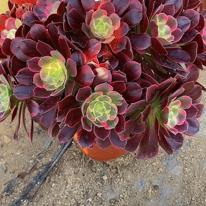 多肉蒙娜丽莎119多肉