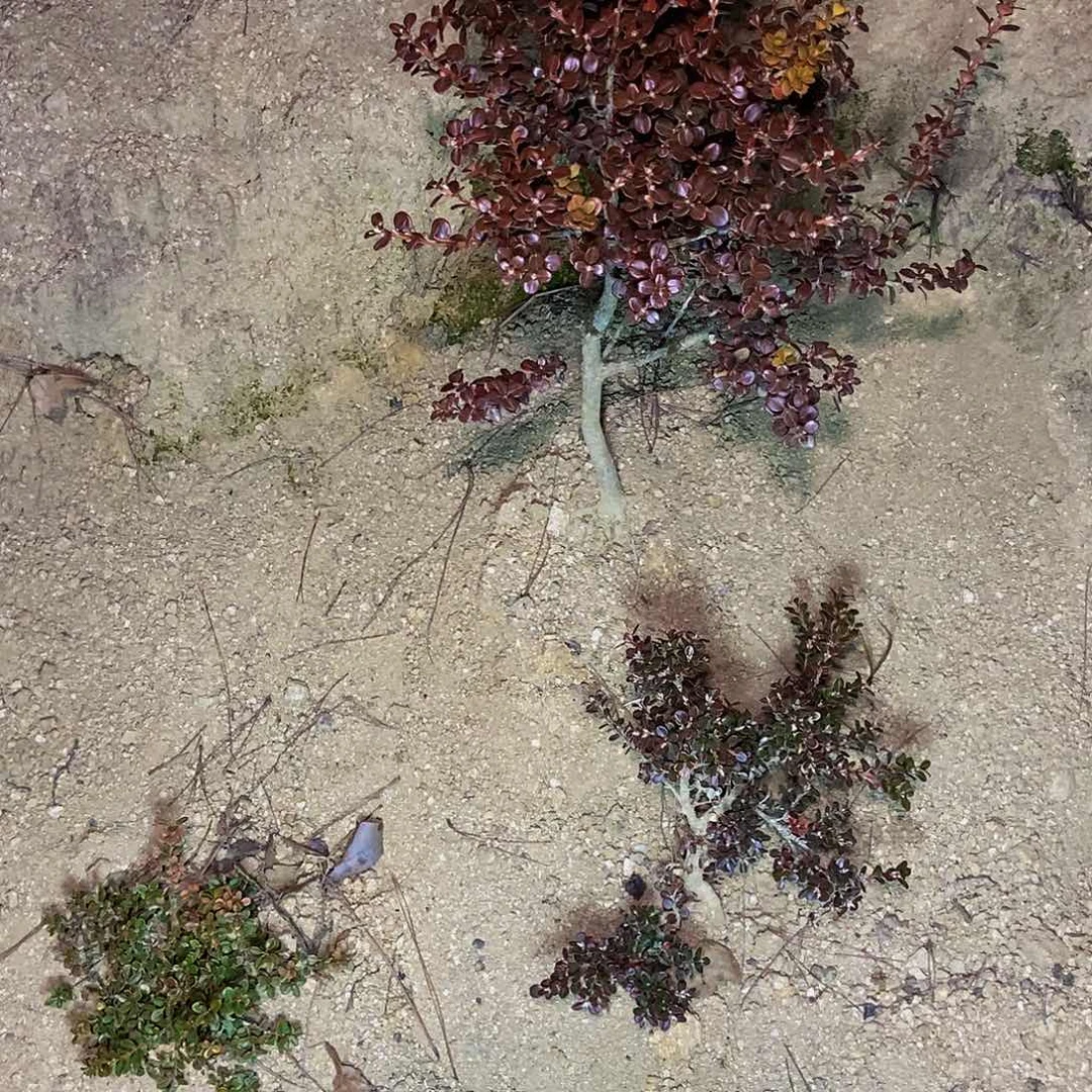 广***汉安徽大别山珍珠黄杨