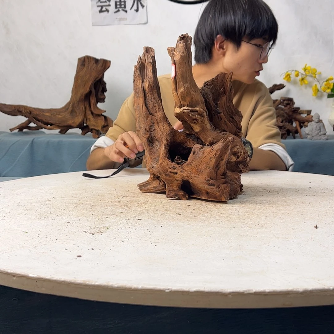 沉木造景寄居蟹造景