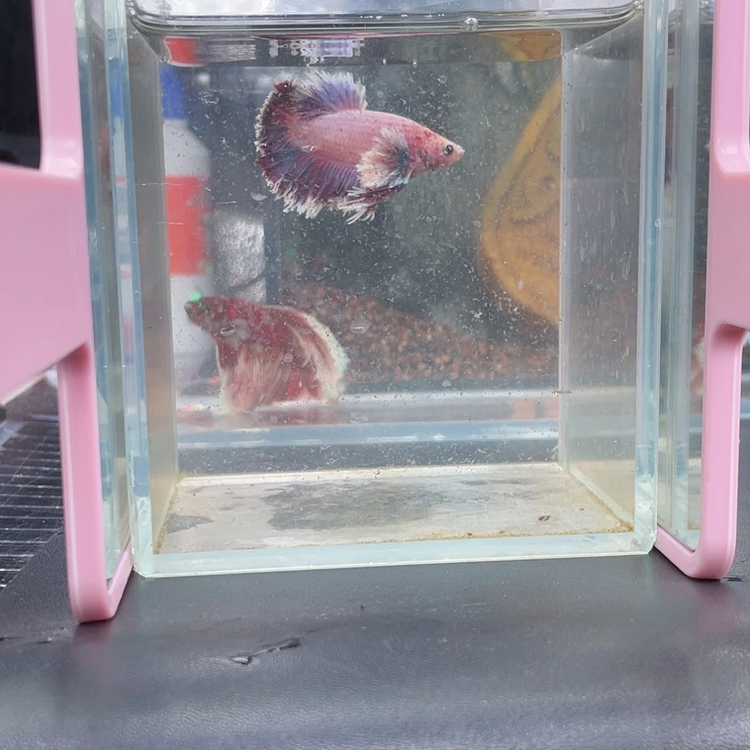 斗鱼17号14早绣球球球耳