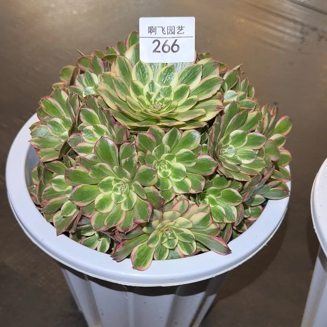 266多肉 赤子心福利法师