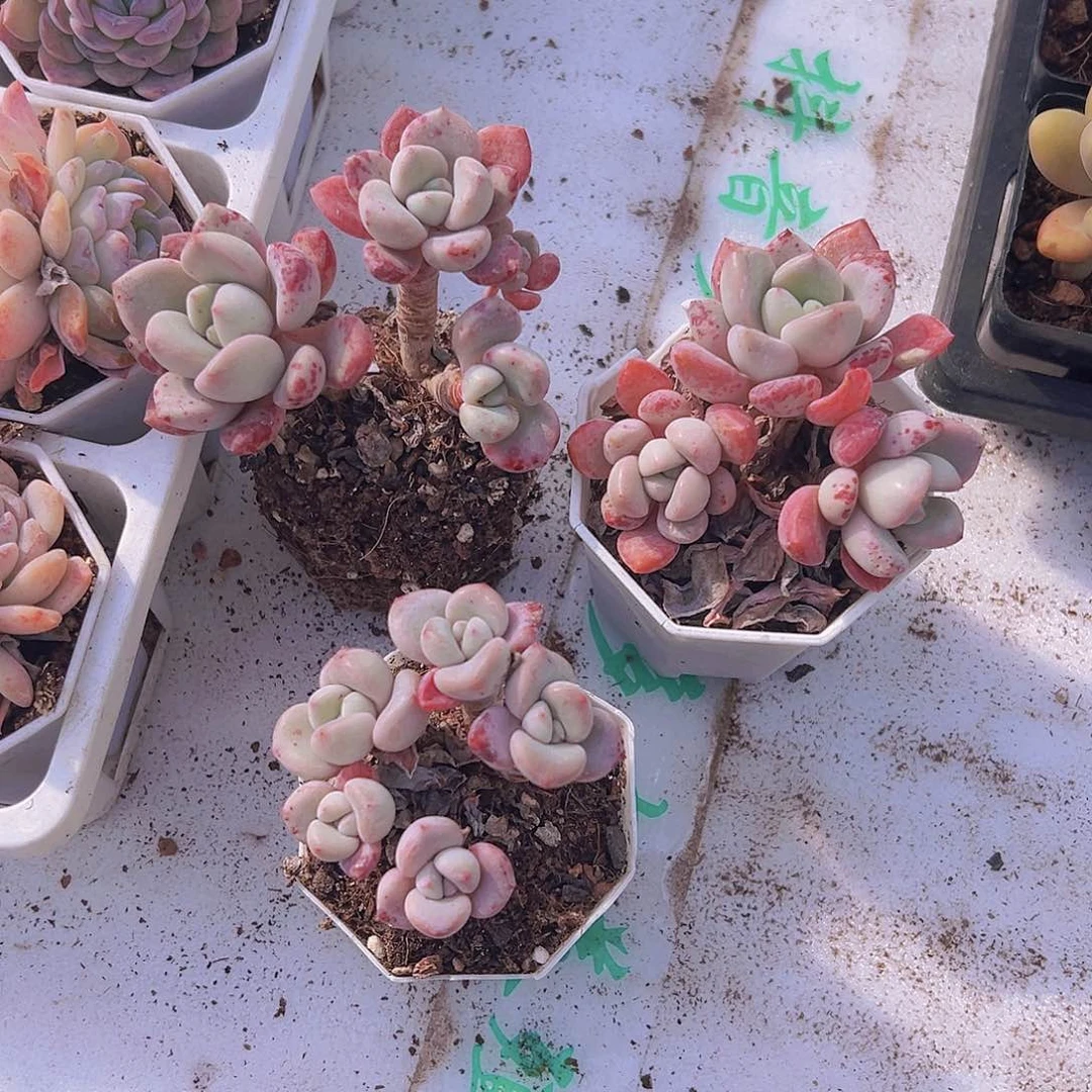 老桩白鹭群19包邮