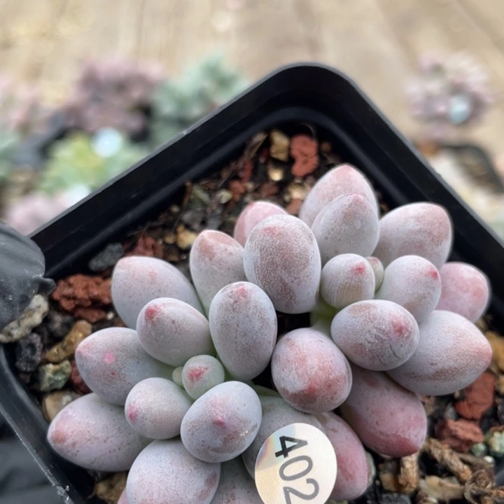 仙子奶酪多肉植物