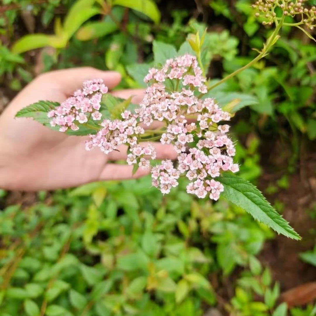 甄选贵州深山十大功劳六月草等