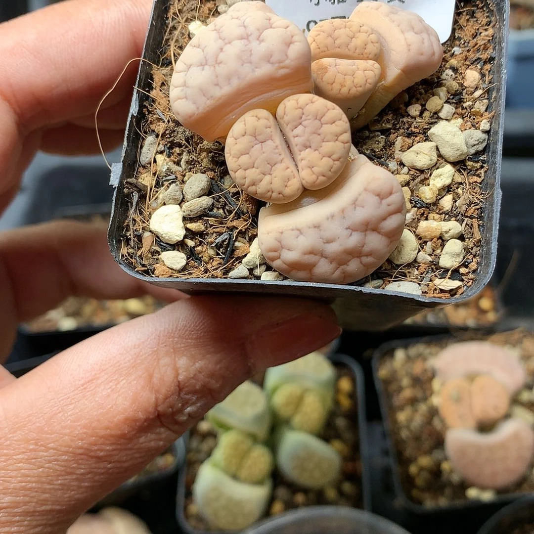 W816多肉植物保护研究所