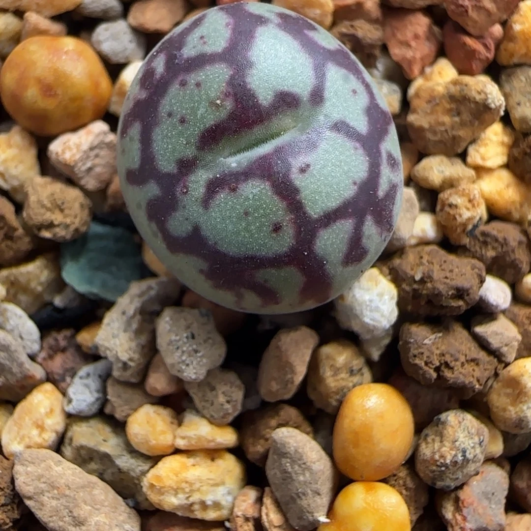 多肉植物火大Y661 110 号