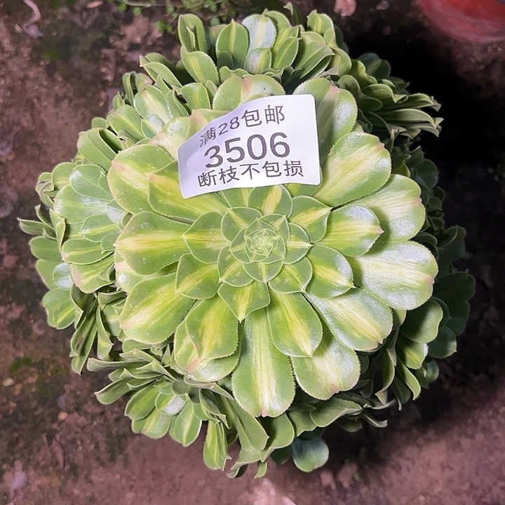 3506翡翠琉璃多肉植物