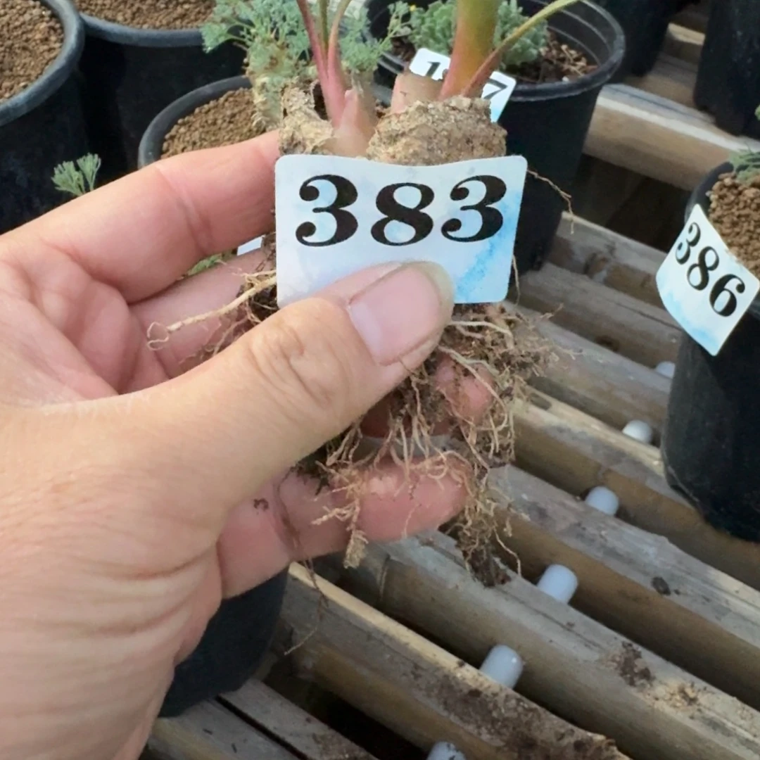 蜡叶灯台百合多肉植物