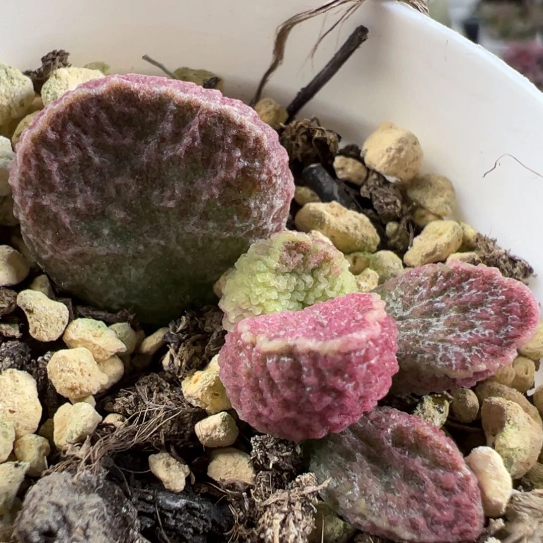 实生底叶苗纹路款多肉植物水泡