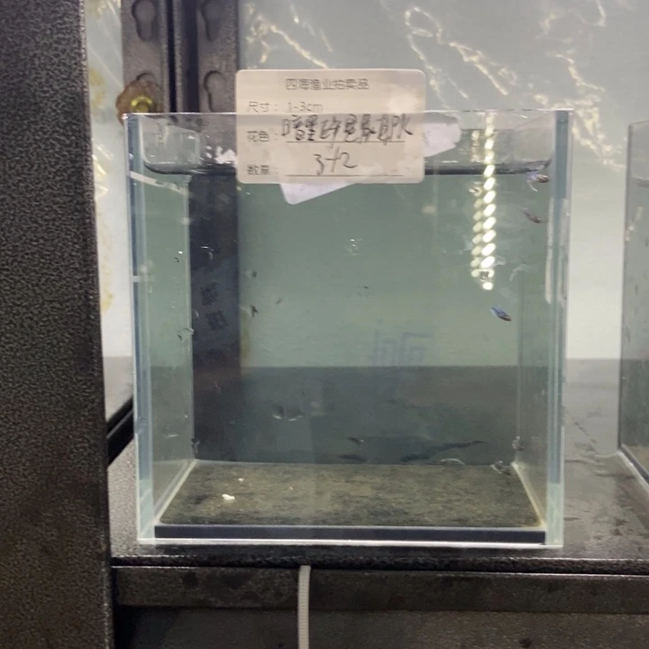 斗鱼包活不包损所见即所得482
