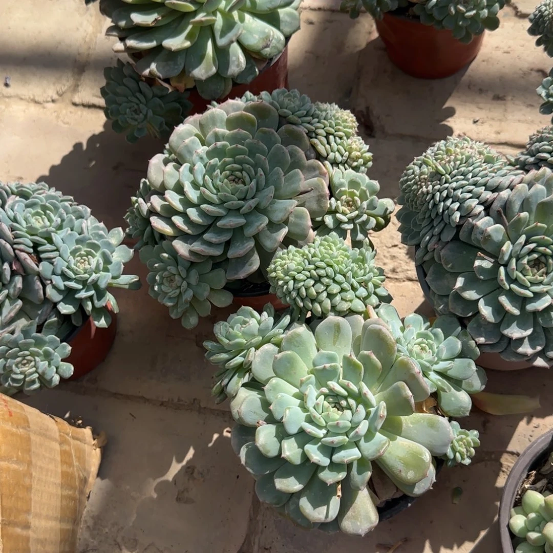 无花朵白姬莲带缀化