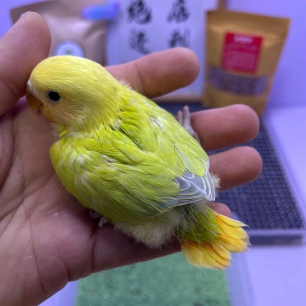 精品金头澳闪公H67923