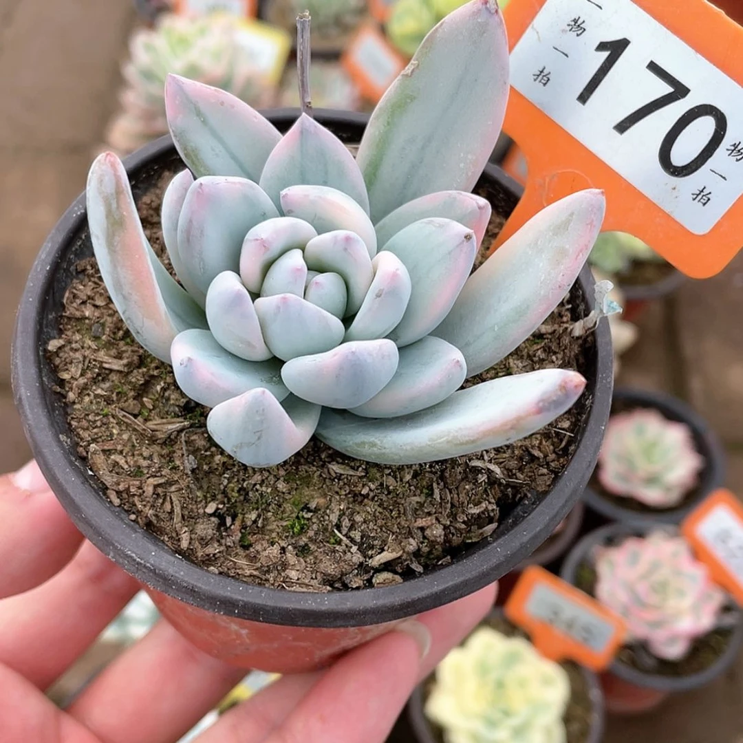 【闪购商品】170号