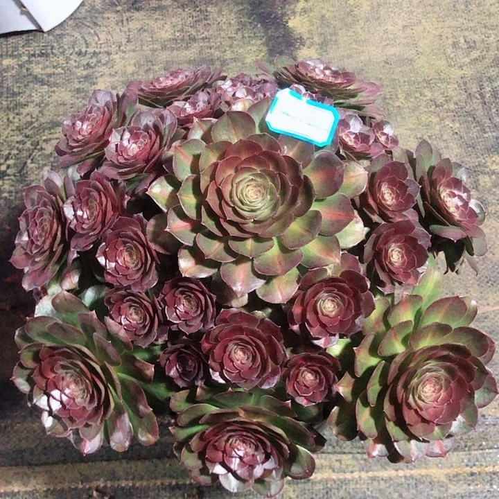 839倾城中班多肉法师