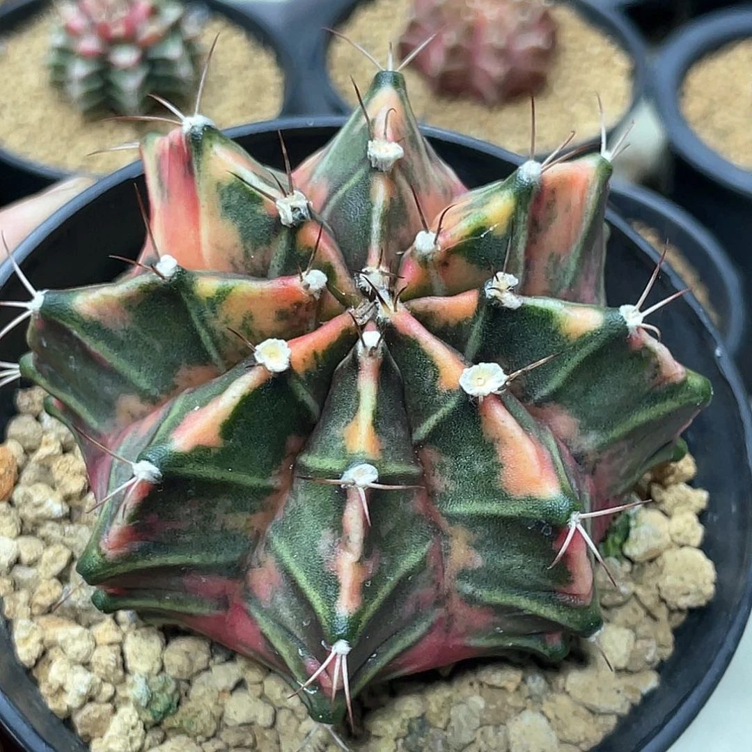 无花朵泰系实生，臀锦虎斑锦