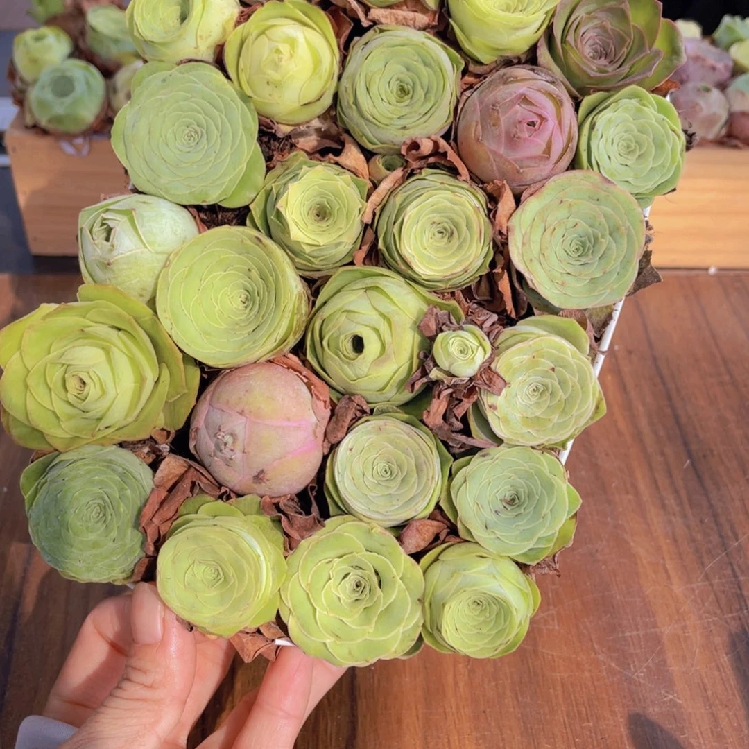 保底25颗以上量拍➕花篮8888