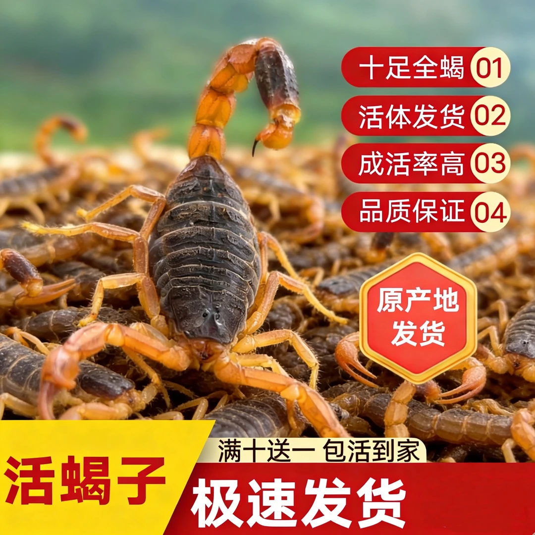 蝎子活体正宗沂蒙野性十足全蝎煲汤入药油炸泡酒食用宠物药用大蝎