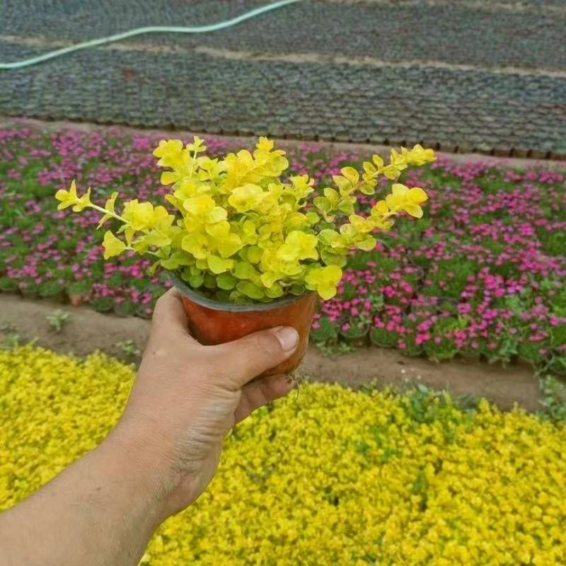 金叶过路黄地被植物花境垂吊四季常青耐热耐寒花卉室内外庭院美化