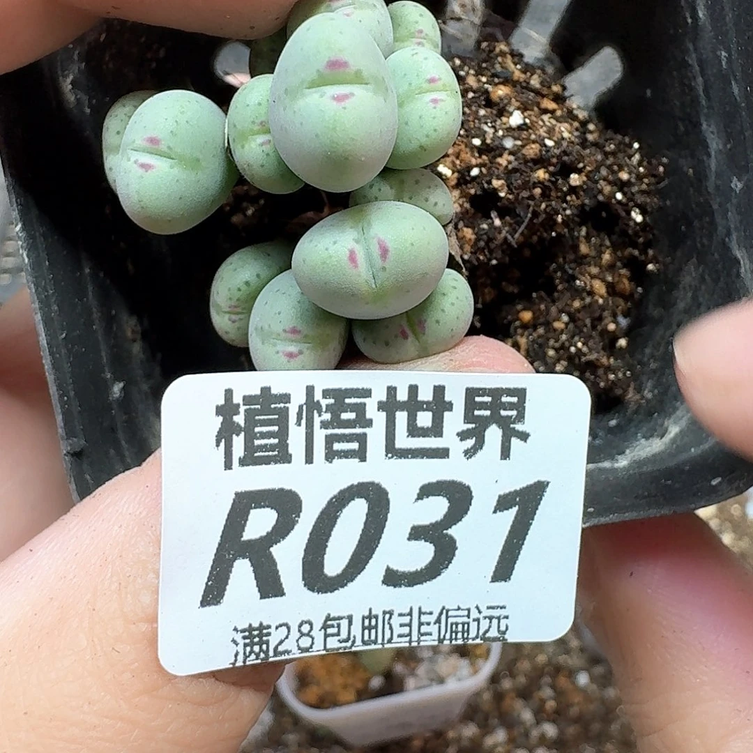 多肉植物发润泽的法