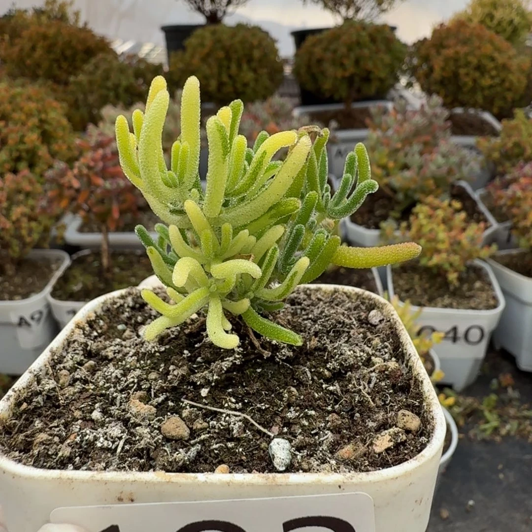 193荧光兔阴阳拉丝锦