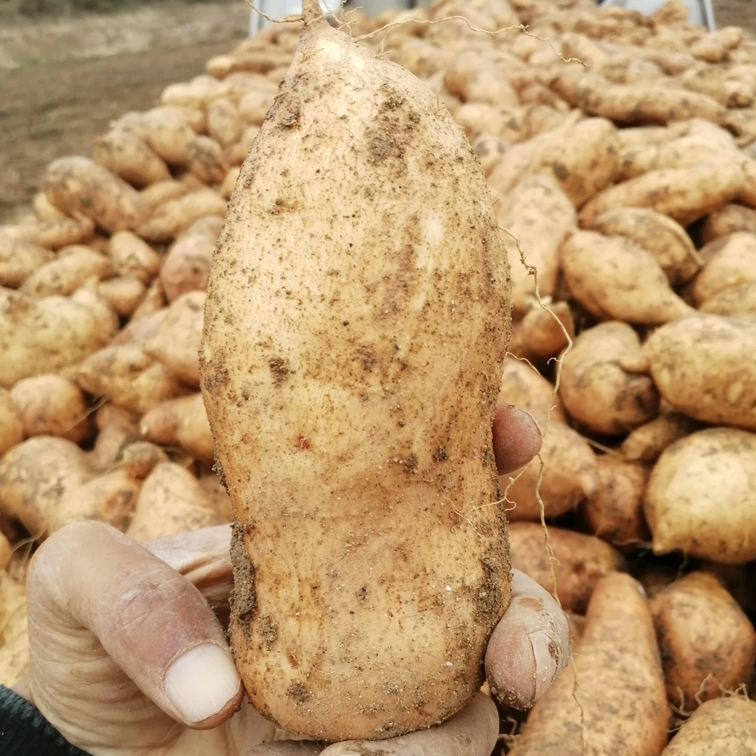 行唐红薯老品种地瓜北京553番薯黄皮黄瓤山芋烤着流油红苕