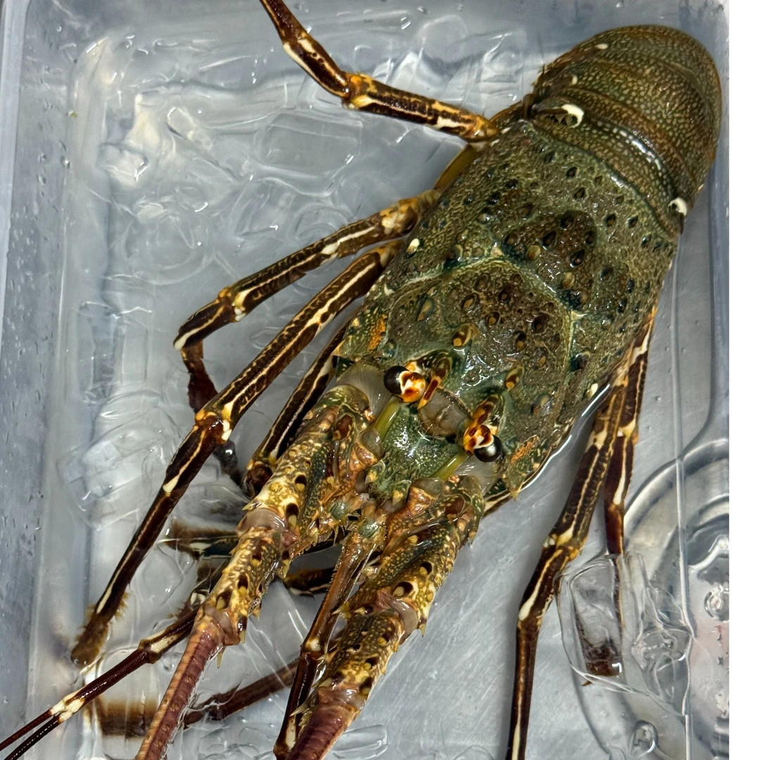海南铺前海捕野生小青龙一只约3-4两 保鲜不保活