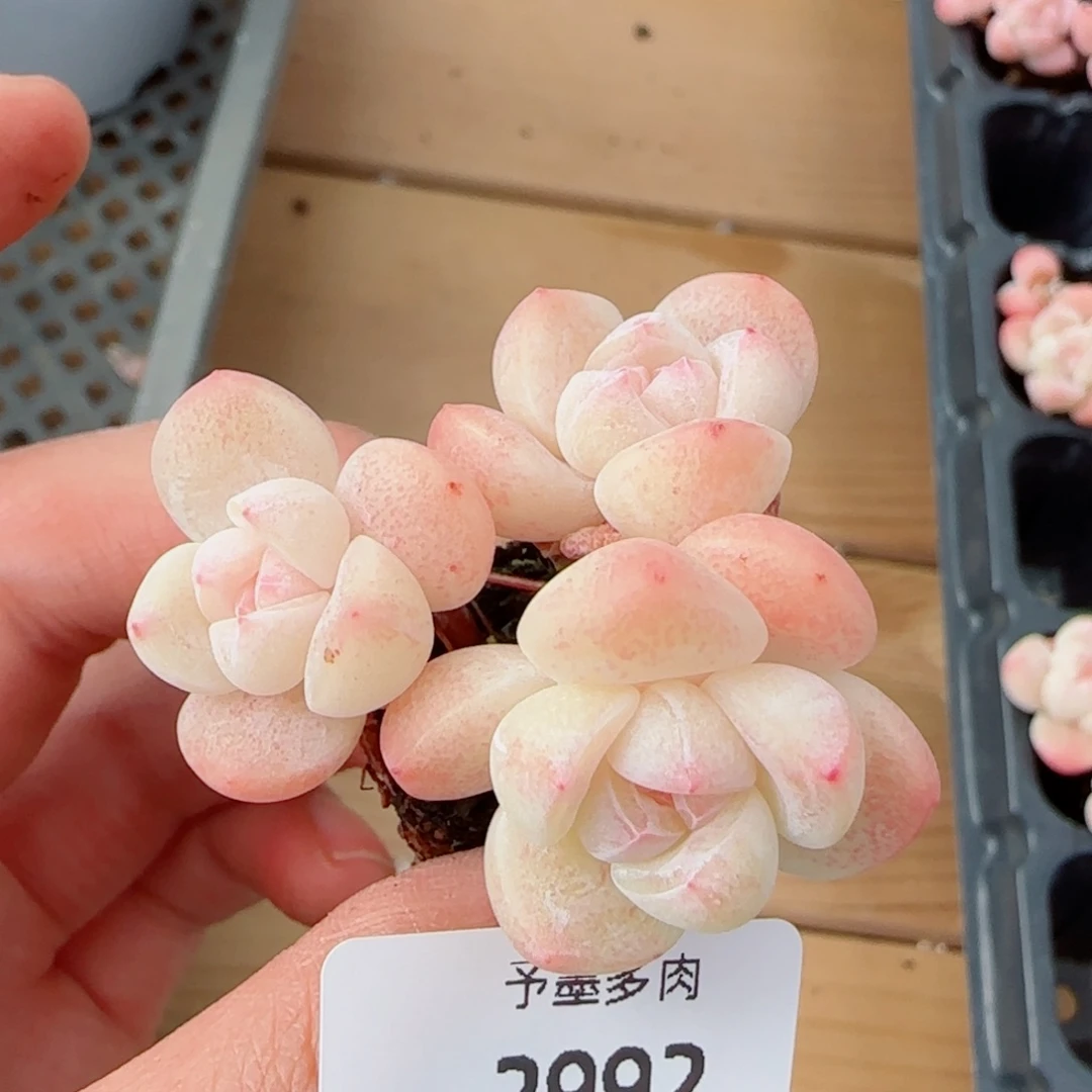 长杆冰玉，2992多肉