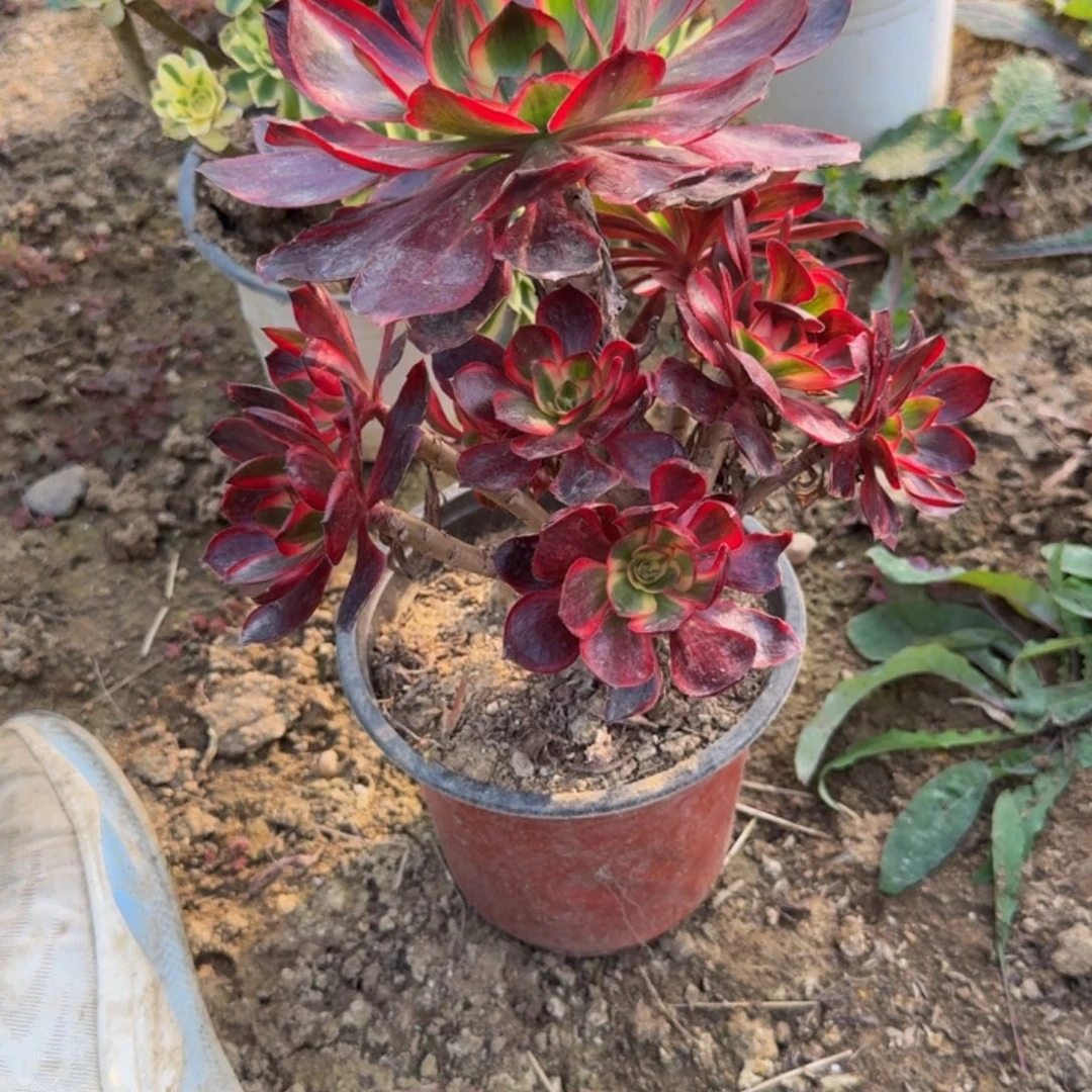 981红魔女。多肉植物