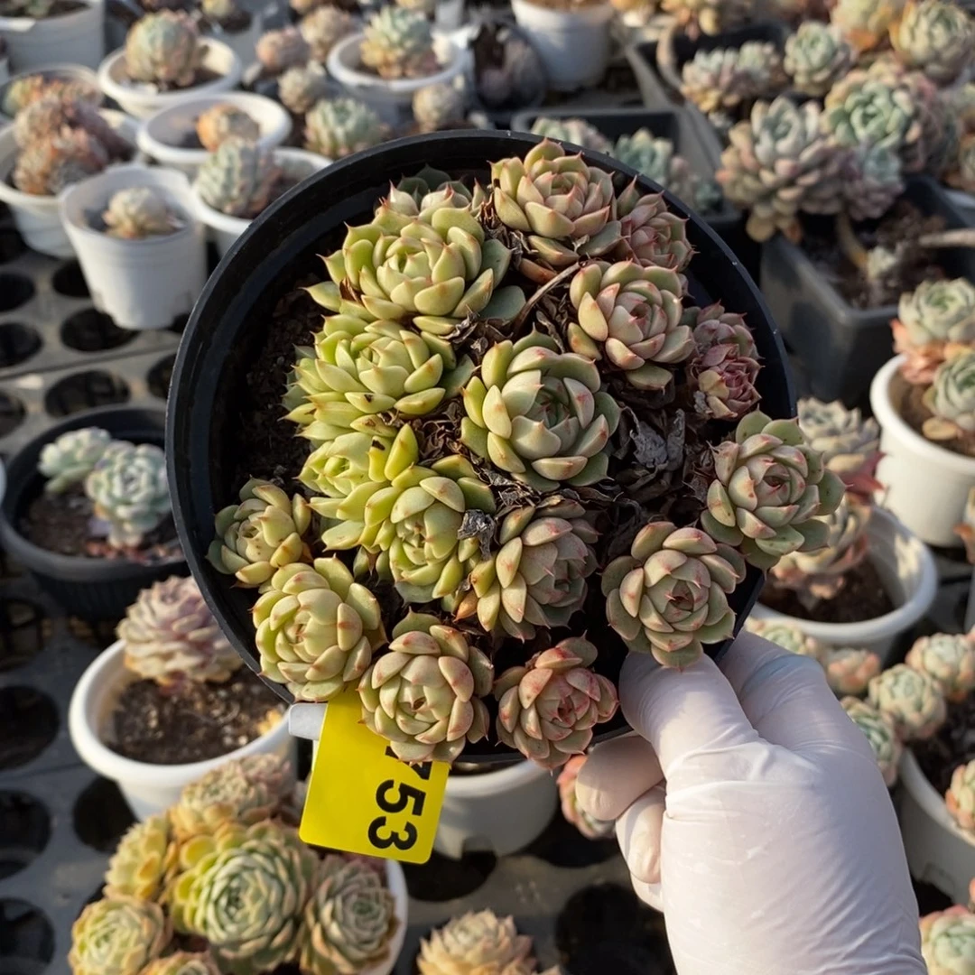 753笨吧蒂斯一物一拍