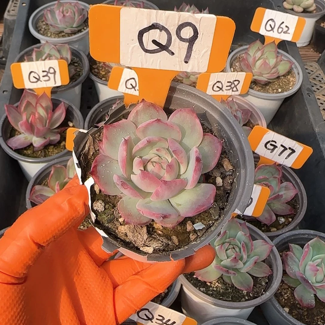 熊***毛Q9惊鸿单头多肉