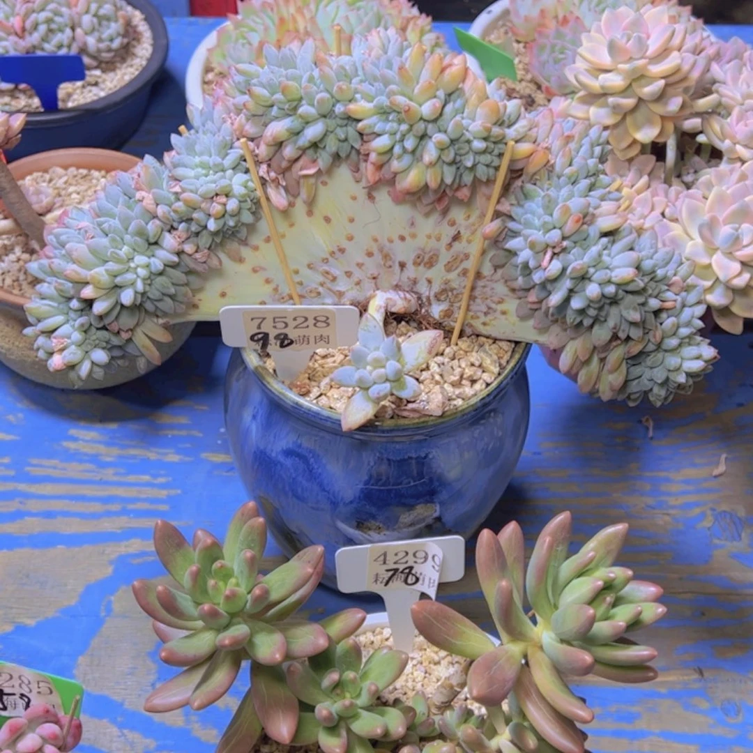 奶糖缀化7528多肉植物