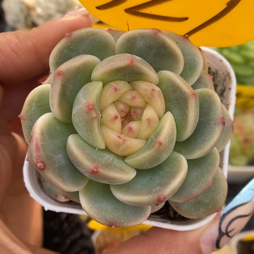 荔枝甜心可拍329号。