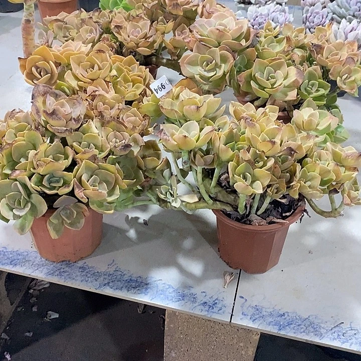 用***4994鹤氏多肉植物10颗多肉