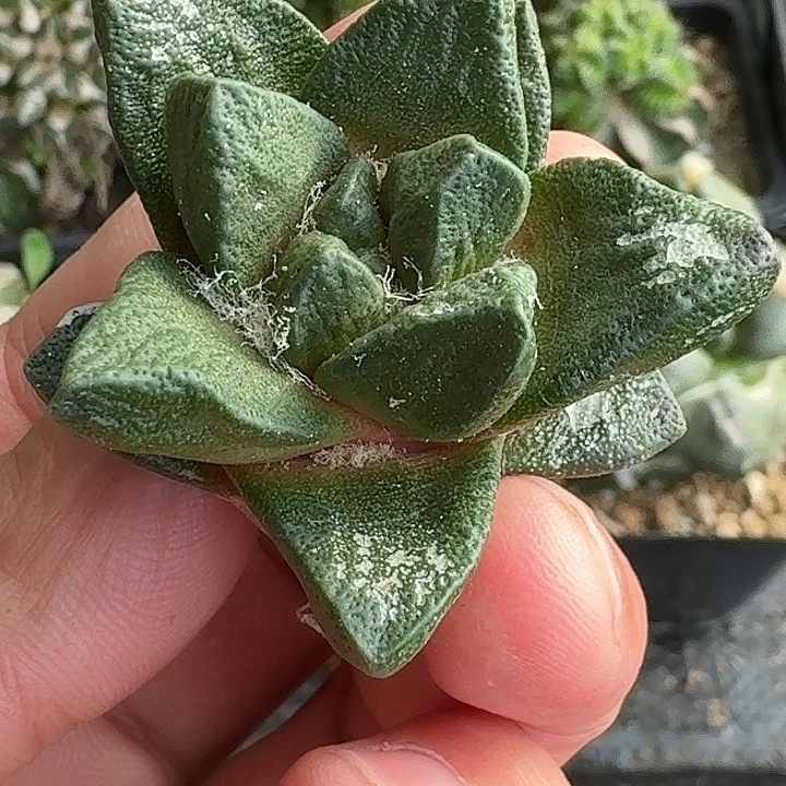 无花朵自根短尤龙角牡丹