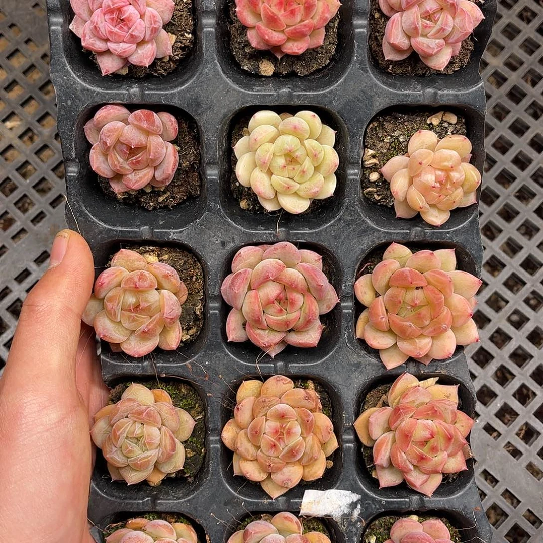 多肉一物一拍14-228