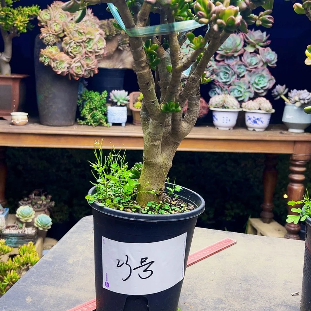 28号招财猫不带盆