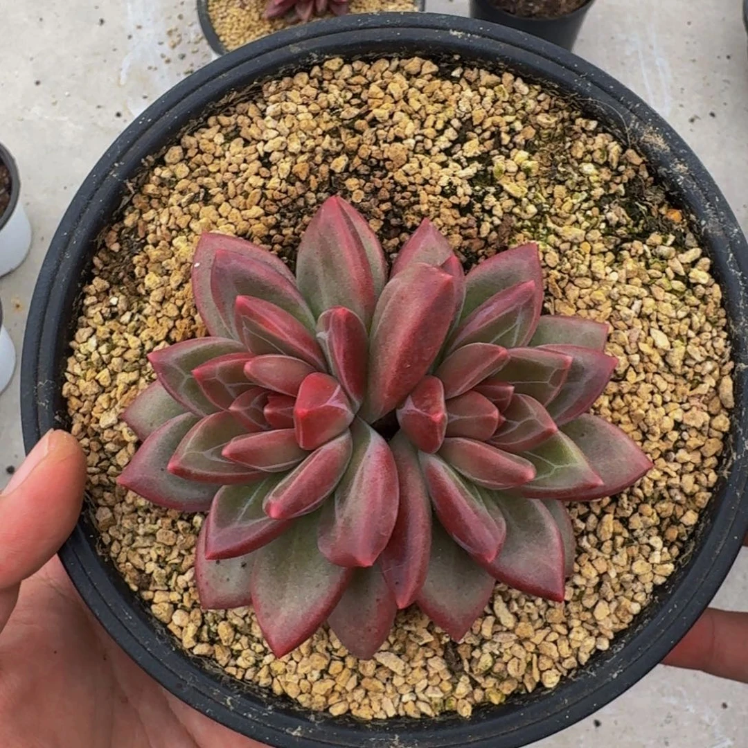 迷雾泡泡 4头 一物一拍