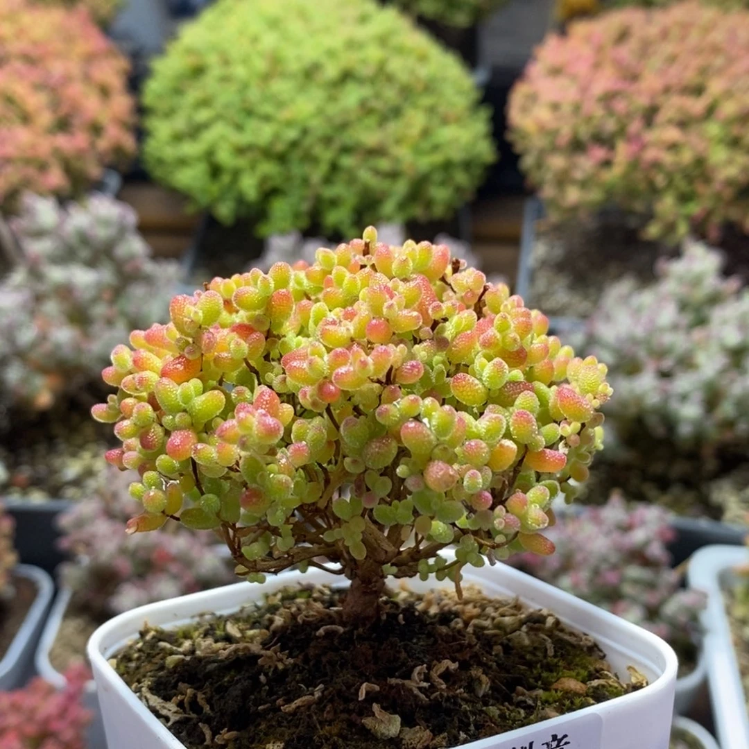 蜜橘糖球4329枝干番杏