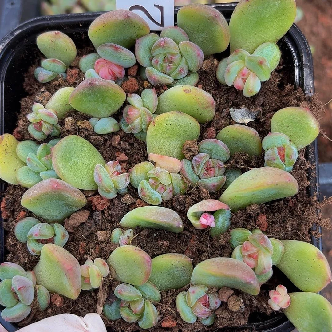 多肉植物多肉植物21