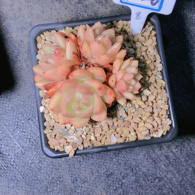 【闪购商品】芳*1226