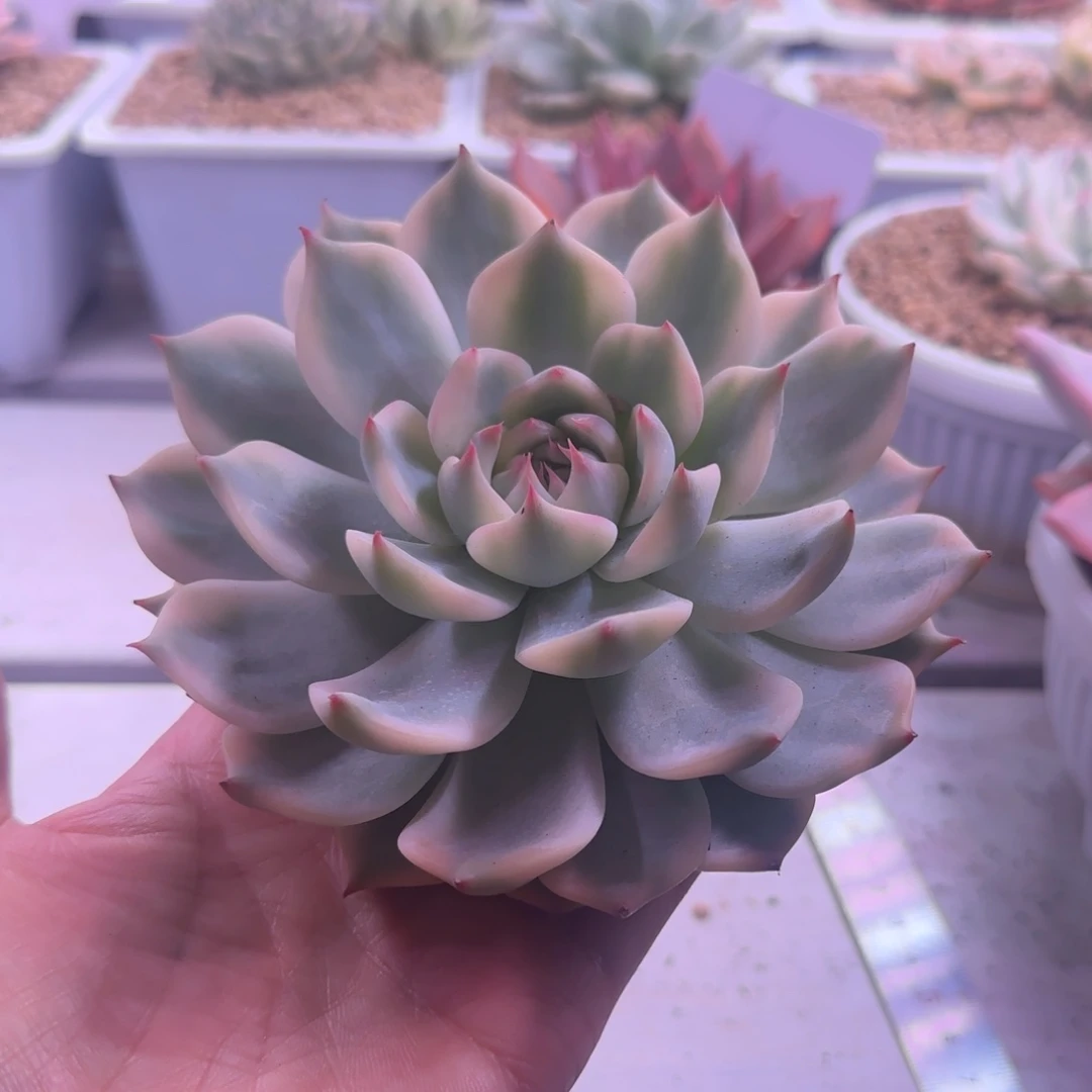 吉娃娃锦12公分多肉植物