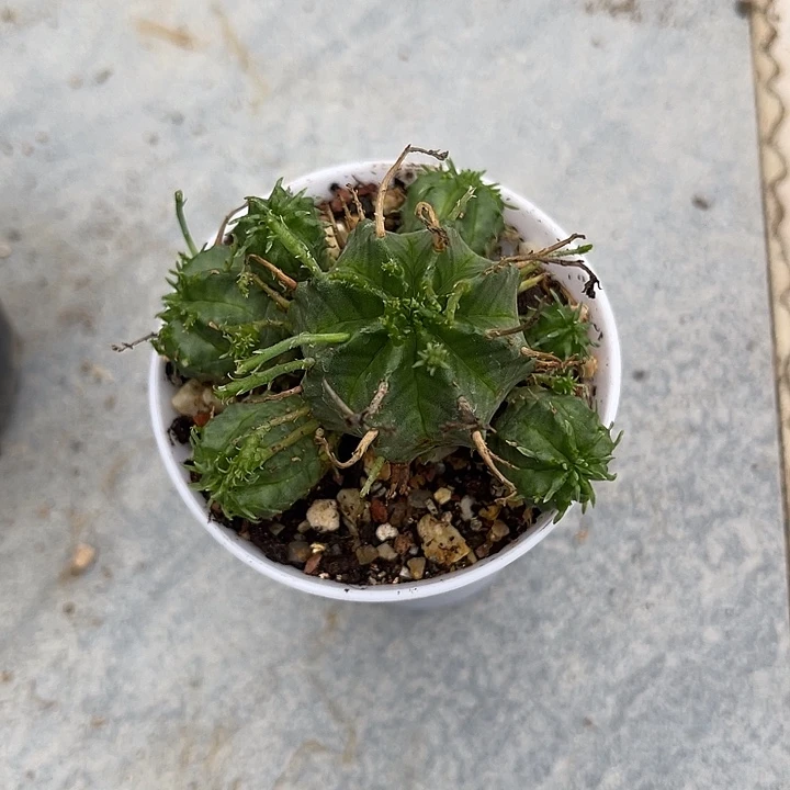 无花朵法利达大群一物一拍