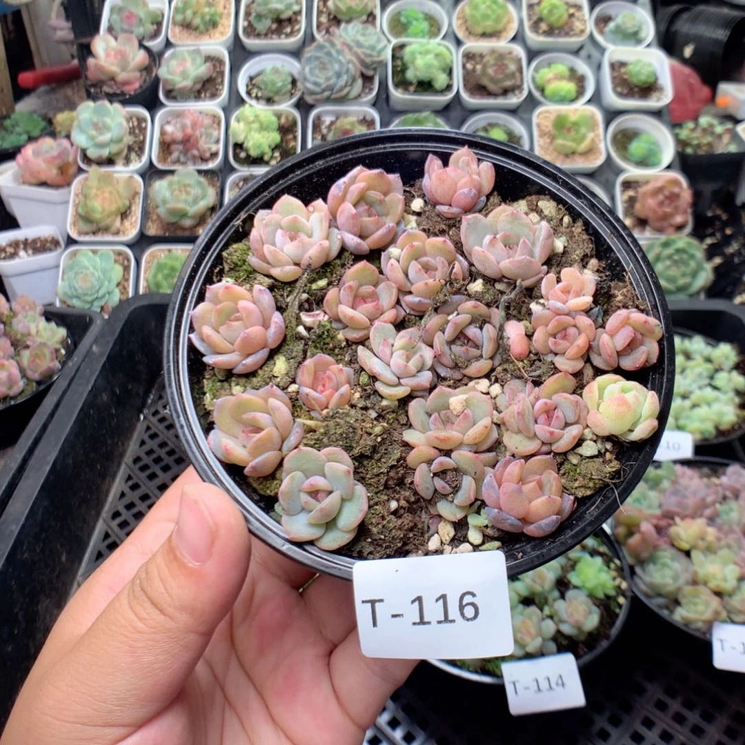 无花朵T116英语英语