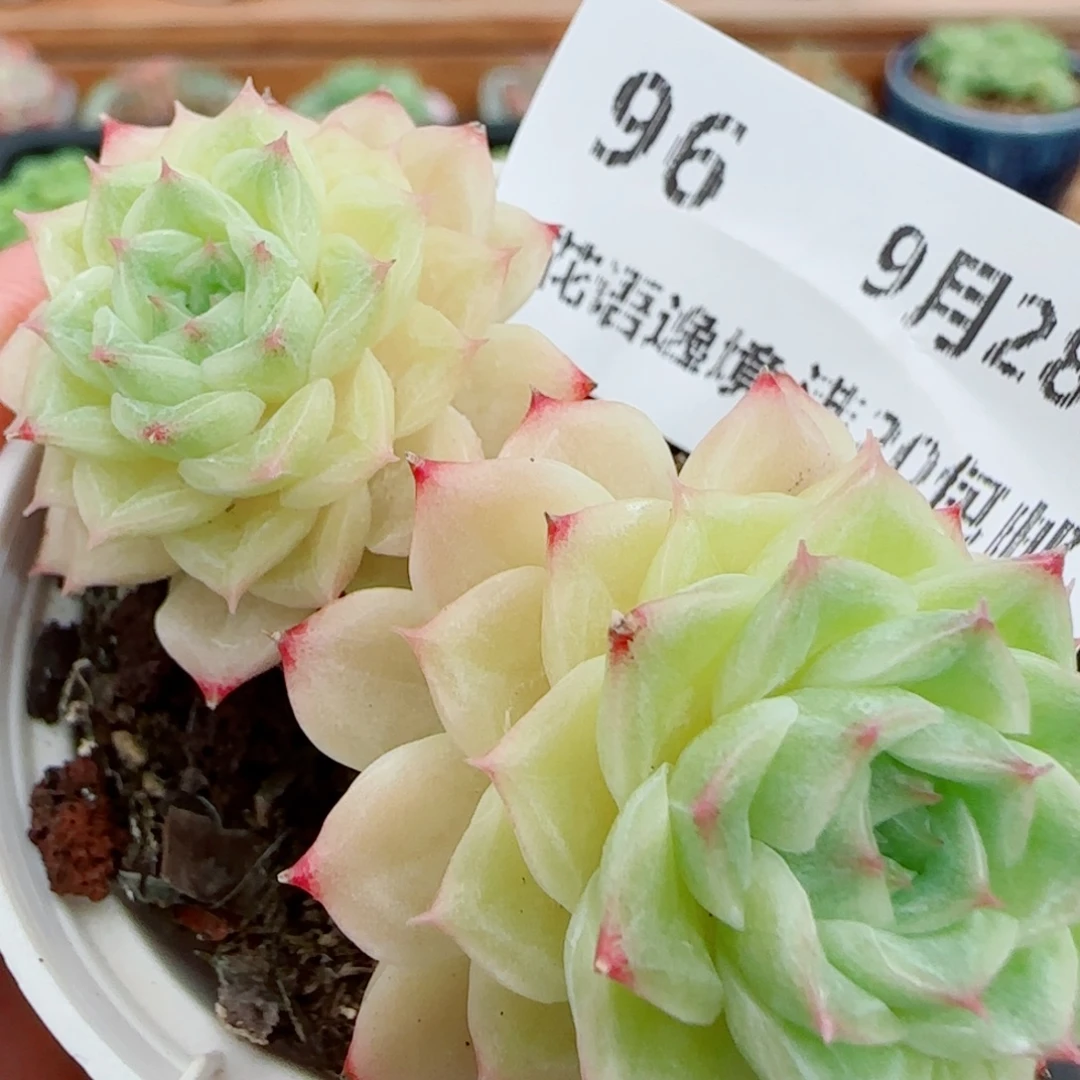 花语逸镜0928-96散