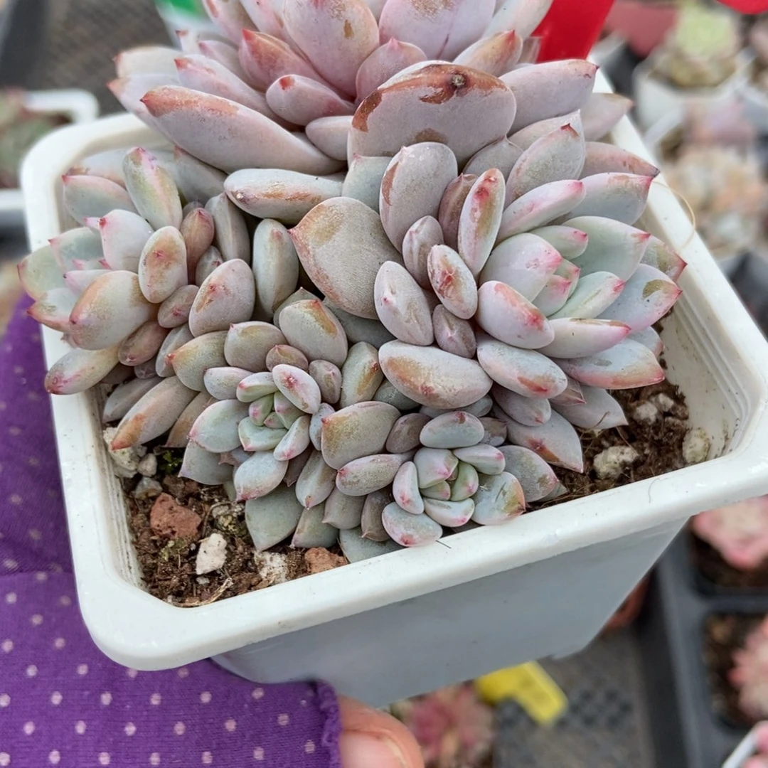 1948玉芙蓉多肉植物多肉