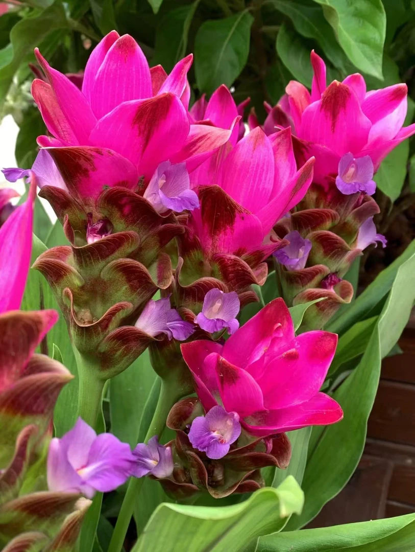 姜荷花养护耐寒耐热发货种植植株实物展示养护耐寒耐热