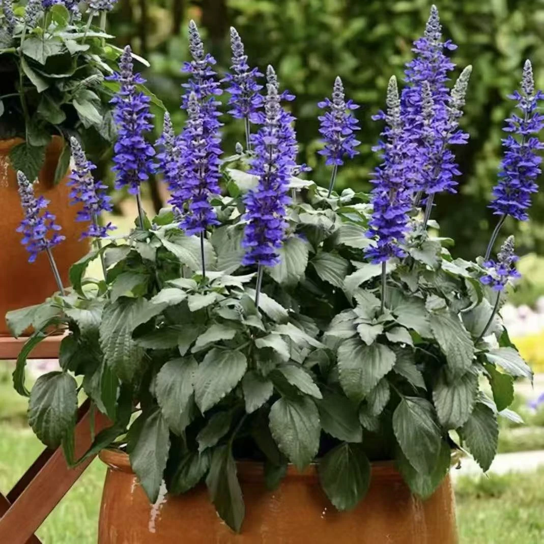 【鼠尾草】耐热耐寒花期长盆栽地载室内庭院造景花卉