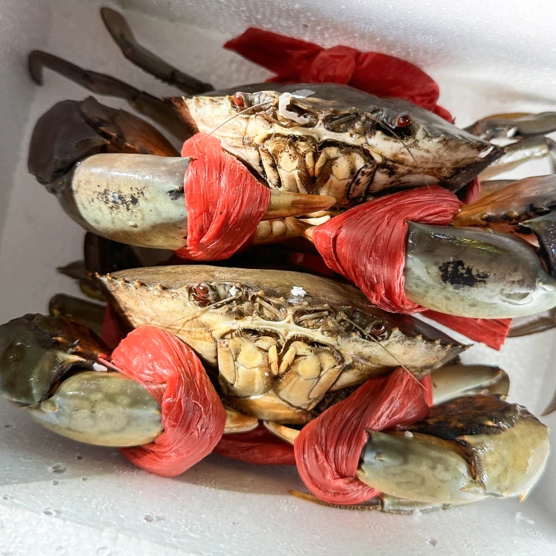 【鲜活】超大青蟹1公1母（7两红膏蟹母蟹+7两多肉公蟹）大螃蟹 | 好