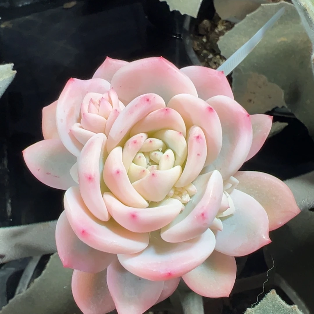 橙梦露锦，宽覆轮锦带侧头
