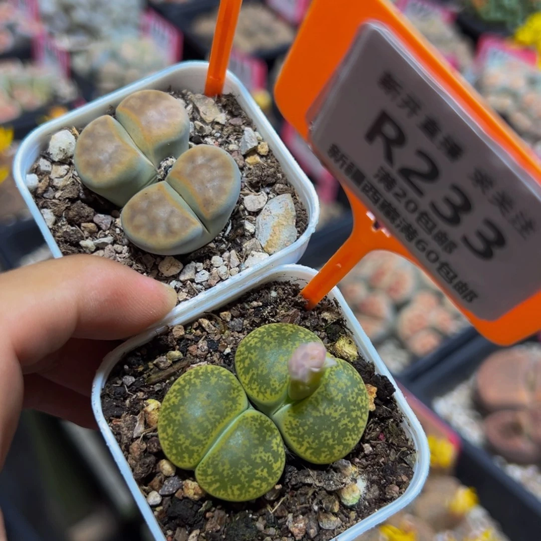 232.233 一物一拍，默认有伤，介意勿拍，不退不换